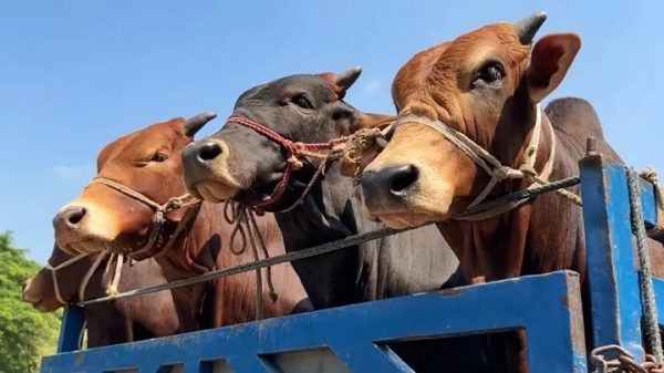 আশুলিয়ায় র‌্যাব পরিচয়ে গরু বোঝাই ট্রাক ডাকাতি, ৩০ট...