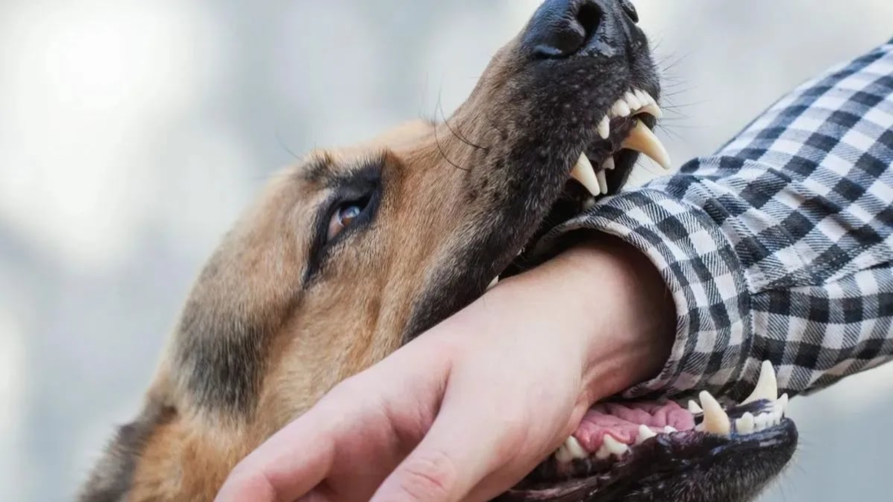 কুকুর কামড়ানোর পর প্রথম ১৫ মিনিট অত্যন্ত গুরুত্বপ...